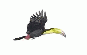 Toucan Flying GIF - Toucan Flying Wild GIFs