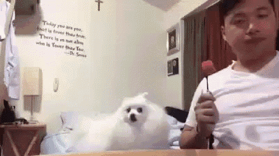 a man is holding a rose in front of a small white dog sitting on a table .