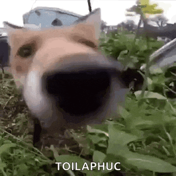 a close up of a dog 's nose standing in the grass .