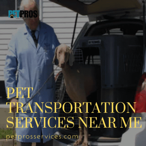 Pet Ground Transportation Services Ground Shipping For Dogs GIF - Pet Ground Transportation Services Ground Shipping For Dogs Puppy Ground Transport GIFs