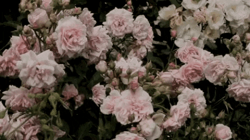 a bunch of pink and white roses are growing in a bush .