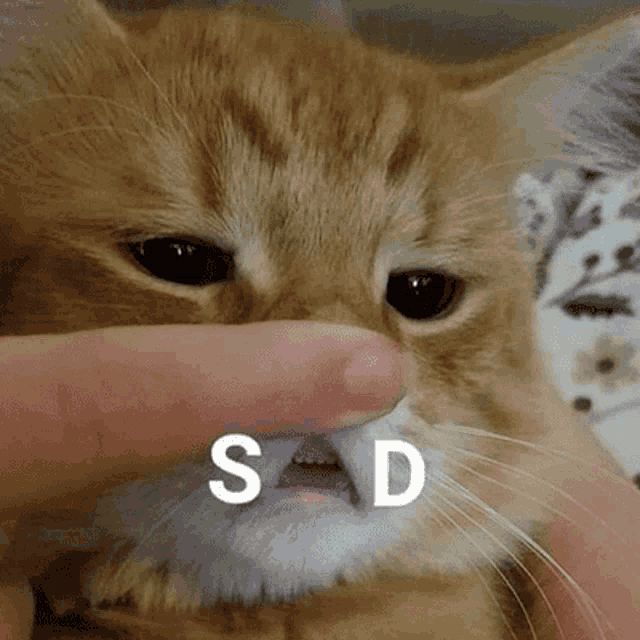 a close up of a person petting a cat 's face with the word sad written on it .
