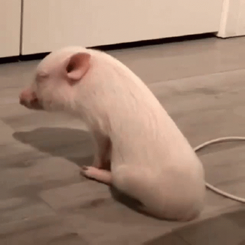 Pig Dancing GIF - Pig Dancing Shake GIFs