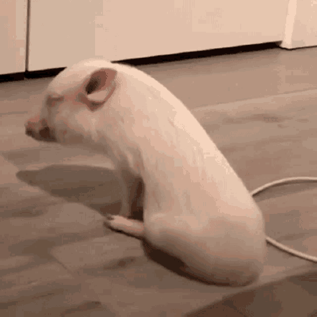 a small white pig is sitting on a tiled floor next to a cord .