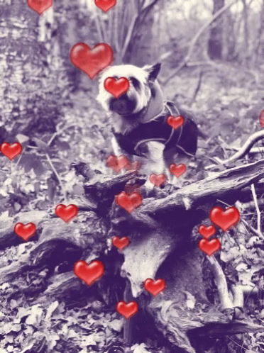 Valentine Love GIF - Valentine Love Lovedog GIFs