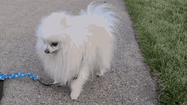a small white dog on a leash is walking on a sidewalk