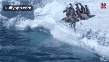 a group of penguins are standing on top of a snow covered iceberg in the ocean .
