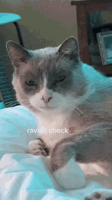 Ravioli Ravioli Back With The Whiteboy Smile GIF - Ravioli Ravioli Back With The Whiteboy Smile Cat GIFs