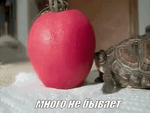 a turtle is sniffing a large red tomato on a napkin .