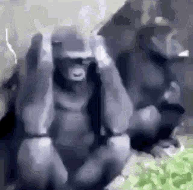 Monkey Animal GIF - Monkey Animal Crazy GIFs
