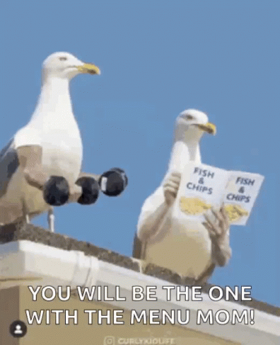 Seagulls Aggressive GIF - Seagulls Aggressive GIFs