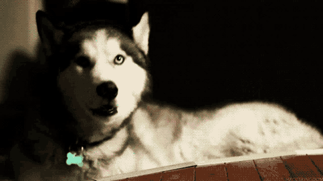 a husky dog is laying down on the floor and looking at the camera