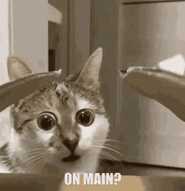 a cat is sitting in a box and looking at the camera with the words on main written on the bottom .