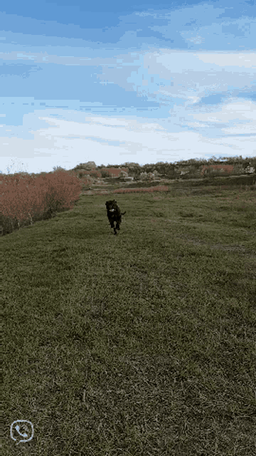 a dog runs through a grassy field with a blue sky in the background