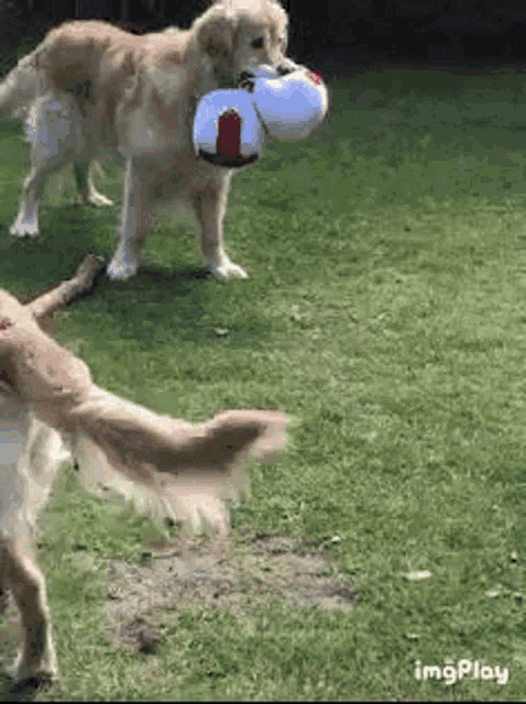 two dogs are playing with a ball in their mouths .