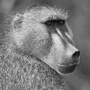 a black and white photo of a baboon looking at the camera in a black and white photo .