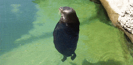 They See Me Spinin' They Hatin' GIF - Seal Spin Cute GIFs