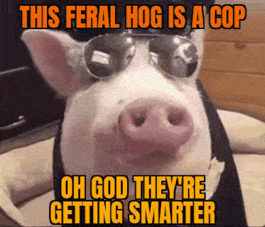 Feral Hog Cop Feral Hogs GIF - Feral Hog Cop Feral Hog Feral Hogs GIFs