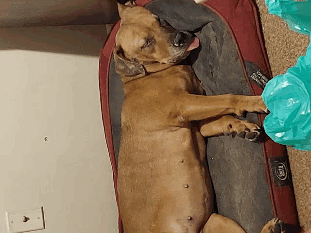 a brown dog is laying on a bed that says ruffwear