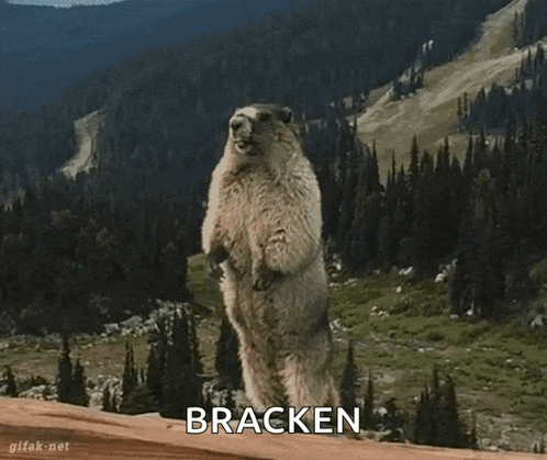 a ground squirrel standing on its hind legs with the word bracken written below it