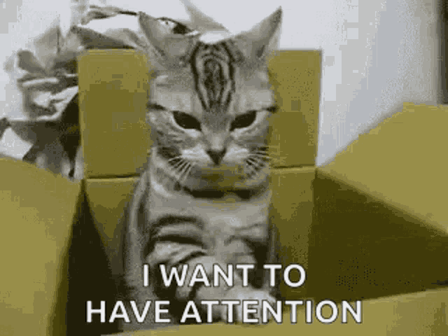 Want Attention Give Me Attention GIF - Want Attention Give Me Attention Pay To Attention GIFs