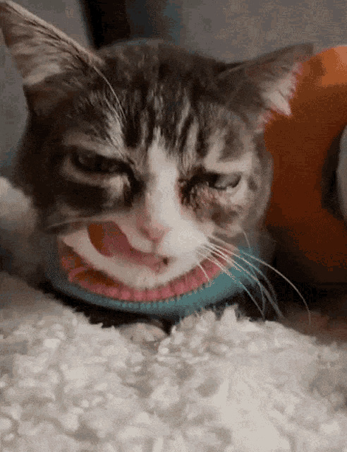 a close up of a cat wearing a blue and pink sweater