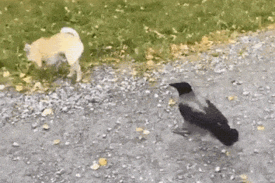 a dog and a bird are standing next to each other on the ground .