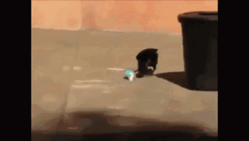 Can Crows Be Trained To Pick Up Litter? GIF - Birds Crows Training GIFs