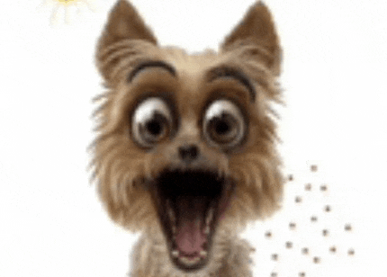 a small dog with a surprised look on its face .