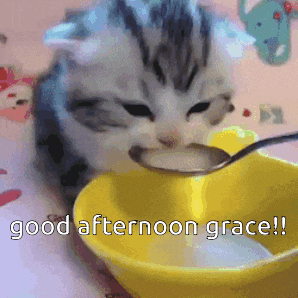 a kitten eating from a yellow bowl with the words good afternoon grace