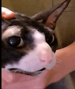 a black and white cat is being held in a person 's hand