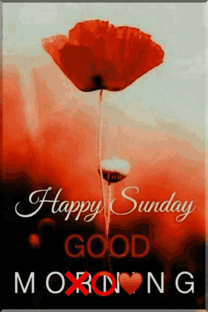 a picture of a flower with the words happy sunday good morning