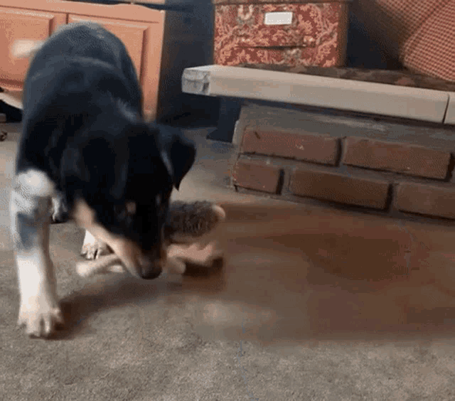 a black and white dog playing with a stuffed animal on the floor