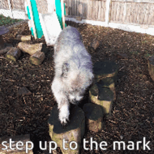 Step Up Step Up To The Mark GIF - Step Up Step Up To The Mark Kratu GIFs