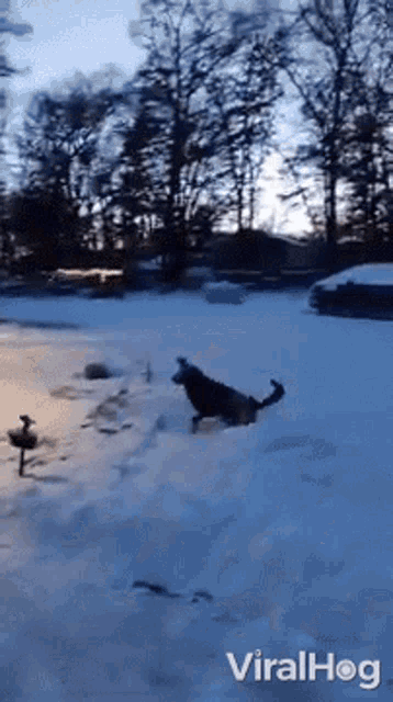 Dog Viralhog GIF - Dog Viralhog Snow GIFs