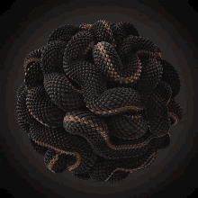 Black Brown GIF - Black Brown Snake GIFs