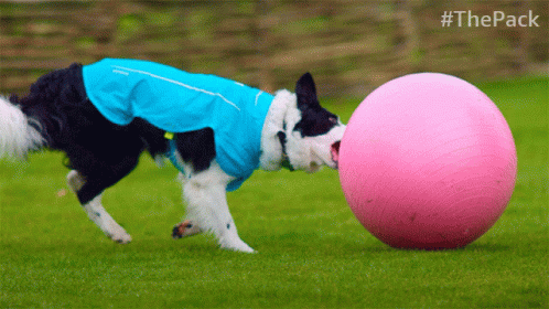 Dogs Love Balls The Pack GIF - Dogs Love Balls The Pack Border Collie GIFs