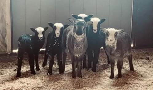 Baby Lamb Clan GIF - Baby Lamb Clan GIFs
