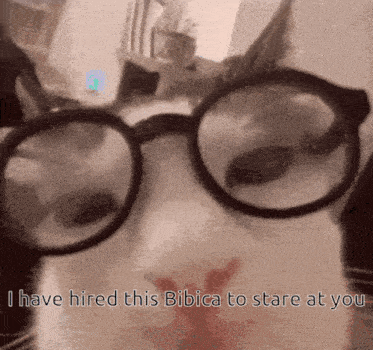 a cat wearing glasses with the words i have hired this bibica to stare at you