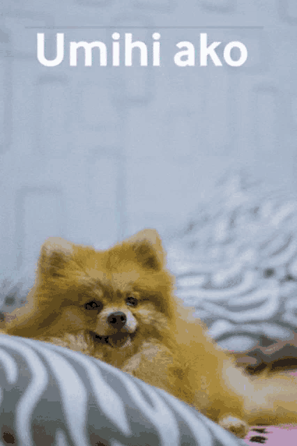 a pomeranian dog laying on a bed with the words umihi ako written above it