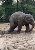 a baby elephant is walking through the mud in a zoo enclosure