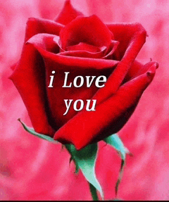 a red rose with i love you written on it
