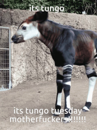 Tungo Tungo Funny Animal Tungo Poggers Tungo Gif Tungo GIF - Tungo Tungo Funny Animal Tungo Poggers Tungo Gif Tungo Animal GIFs