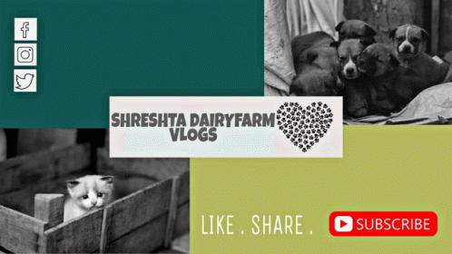Shreshta Dairyfarm Shreshta Dairyfarm Vlogls GIF - Shreshta Dairyfarm Shreshta Dairyfarm Vlogls Shreshta Dairyfarm Thimmapur GIFs