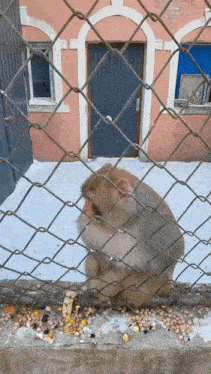 a monkey is behind a chain link fence eating corn
