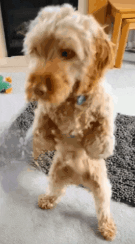 a small dog is standing on its hind legs