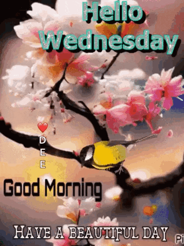 a bird is sitting on a branch with flowers and says `` hello wednesday good morning have a beautiful day . ''