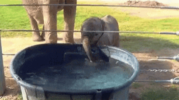 a baby elephant is drinking water from a large tub of water .