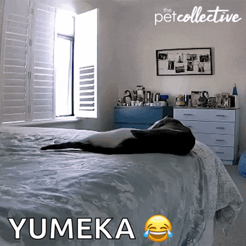 a picture of a cat laying on a bed with yumeka written on the bottom