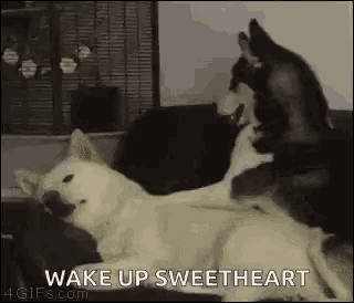 two husky dogs are laying on a couch .